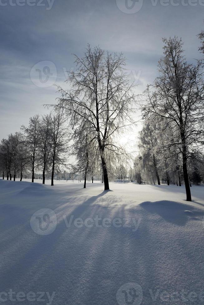 trees in winter photo