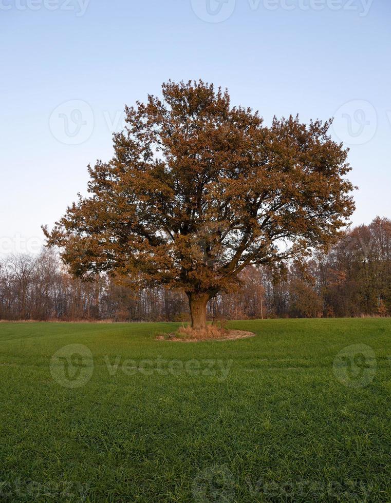 Oak autumn . agricultural field photo