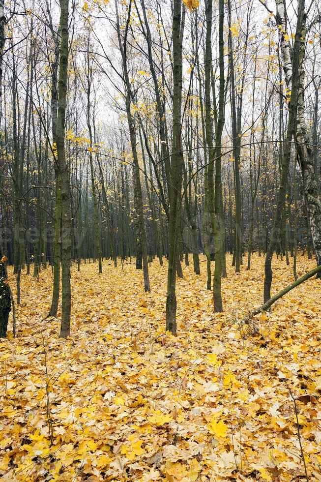 trees in the autumn photo