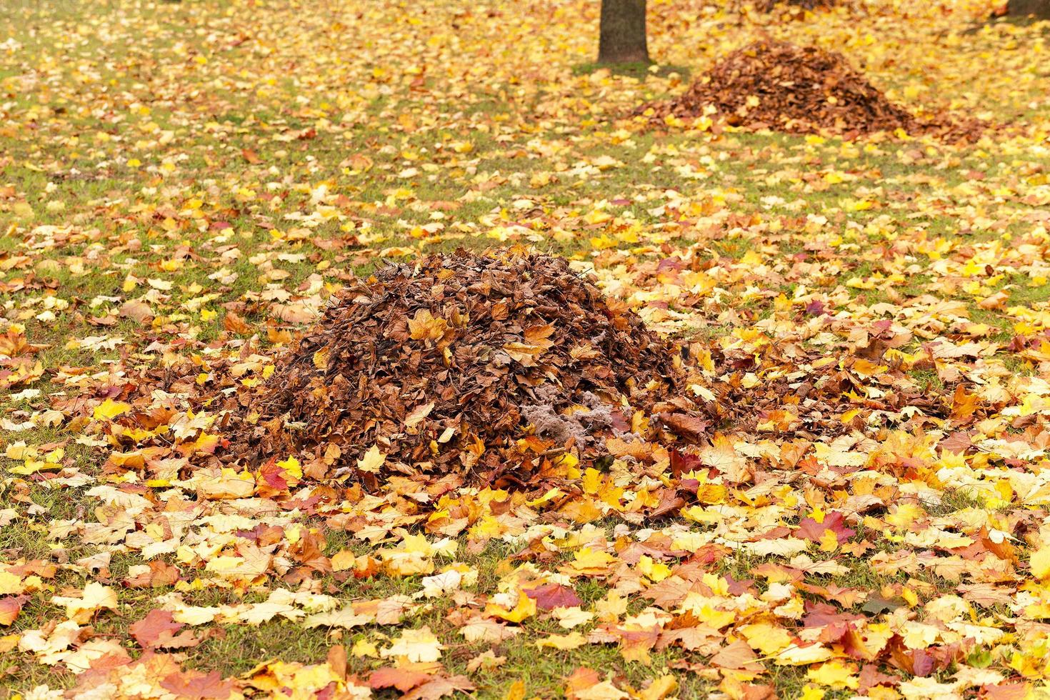 foliage of trees photo