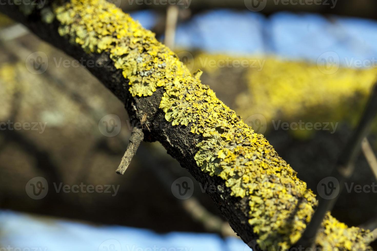 Tree bark, close  up photo