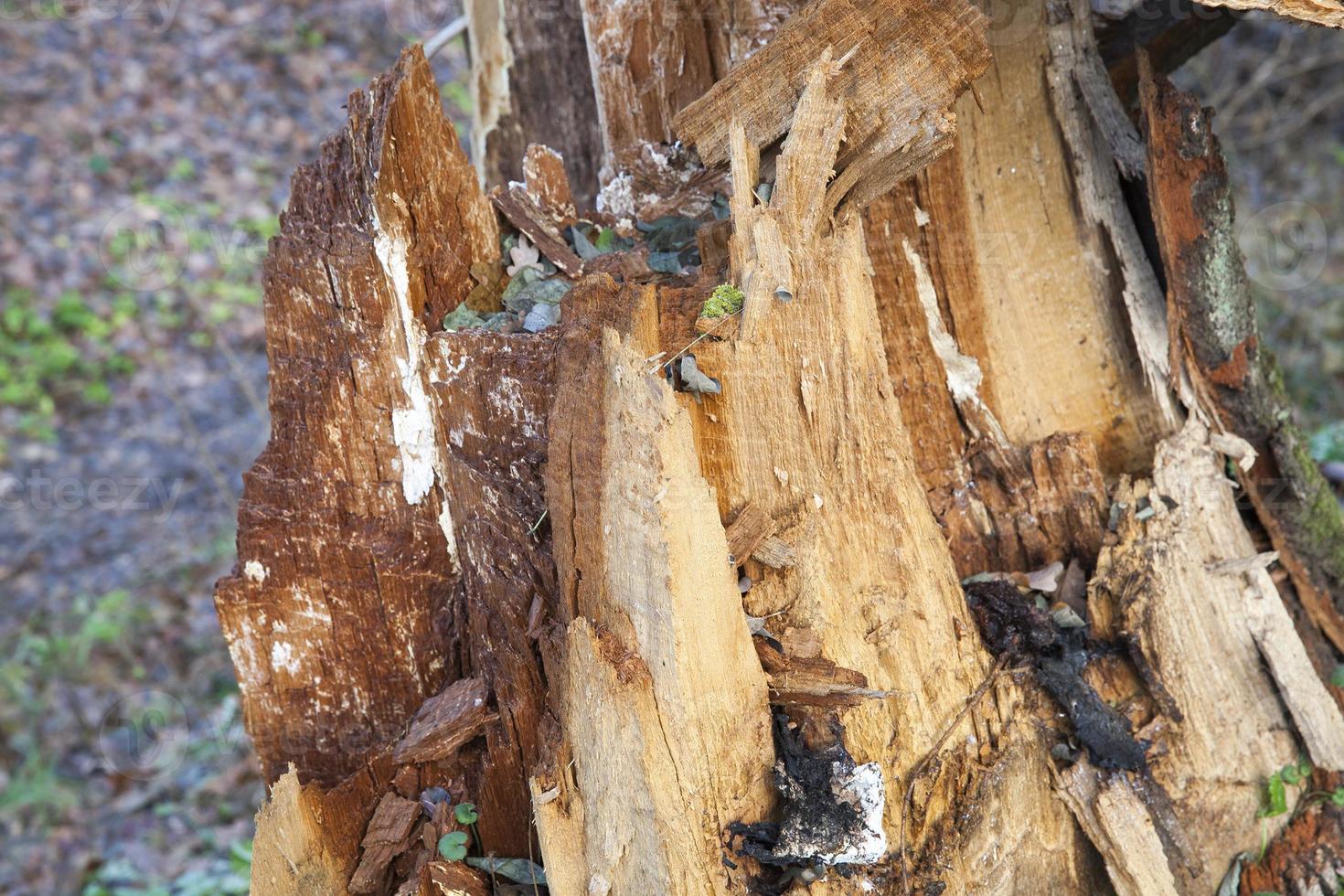 Old broken trunk photo
