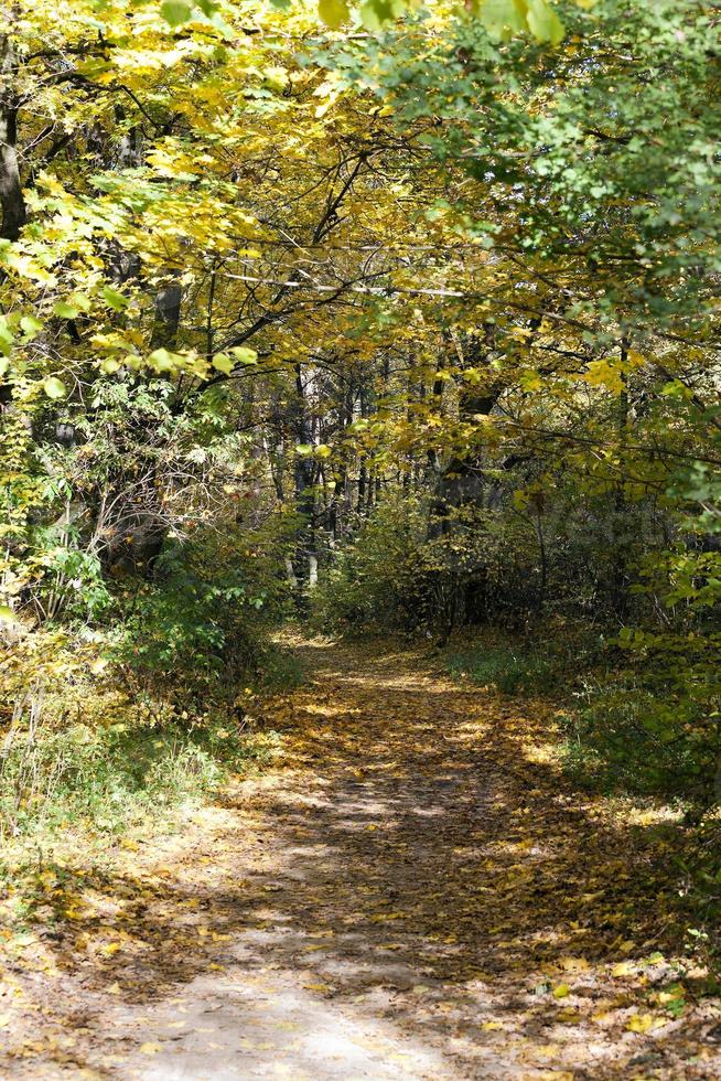 the autumn wood photo