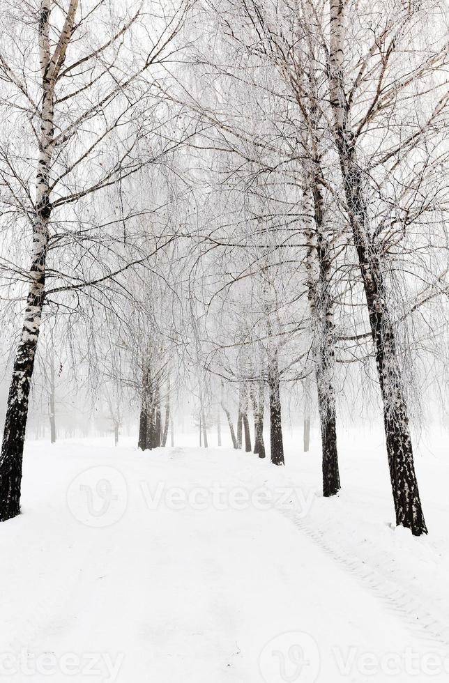 winter trees .  photographed photo