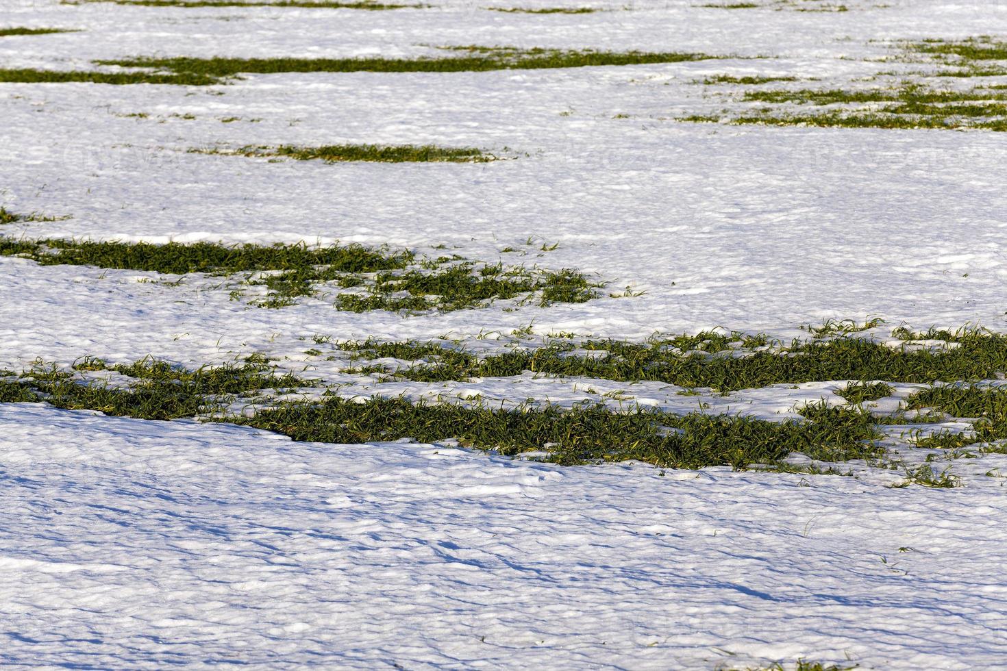 sprouts of winter wheat photo