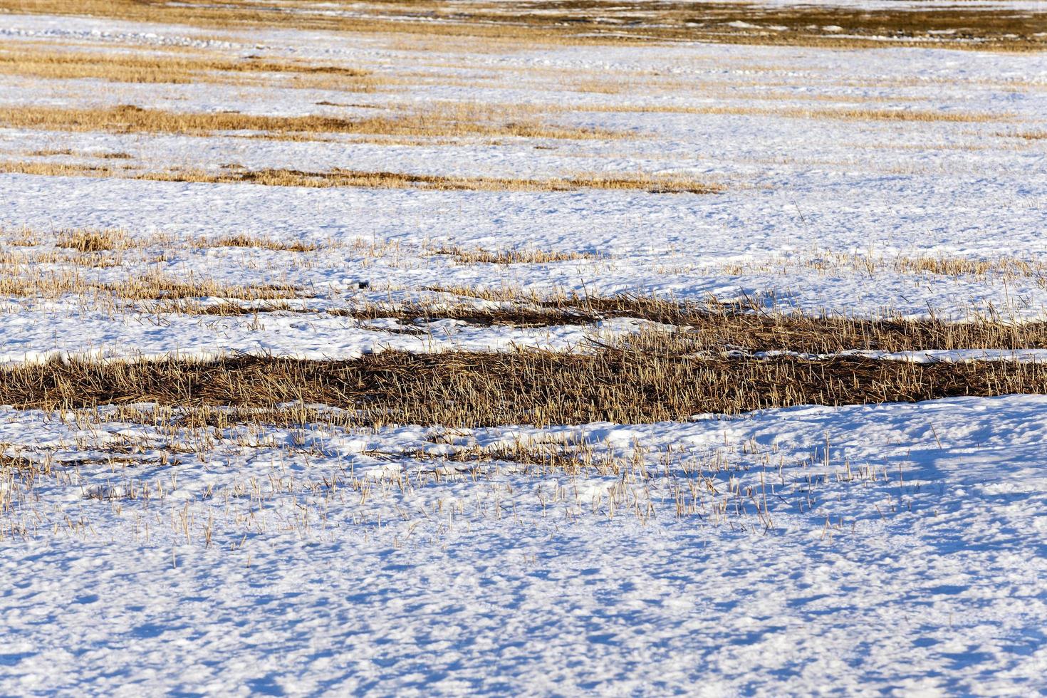 sprouts of winter wheat photo