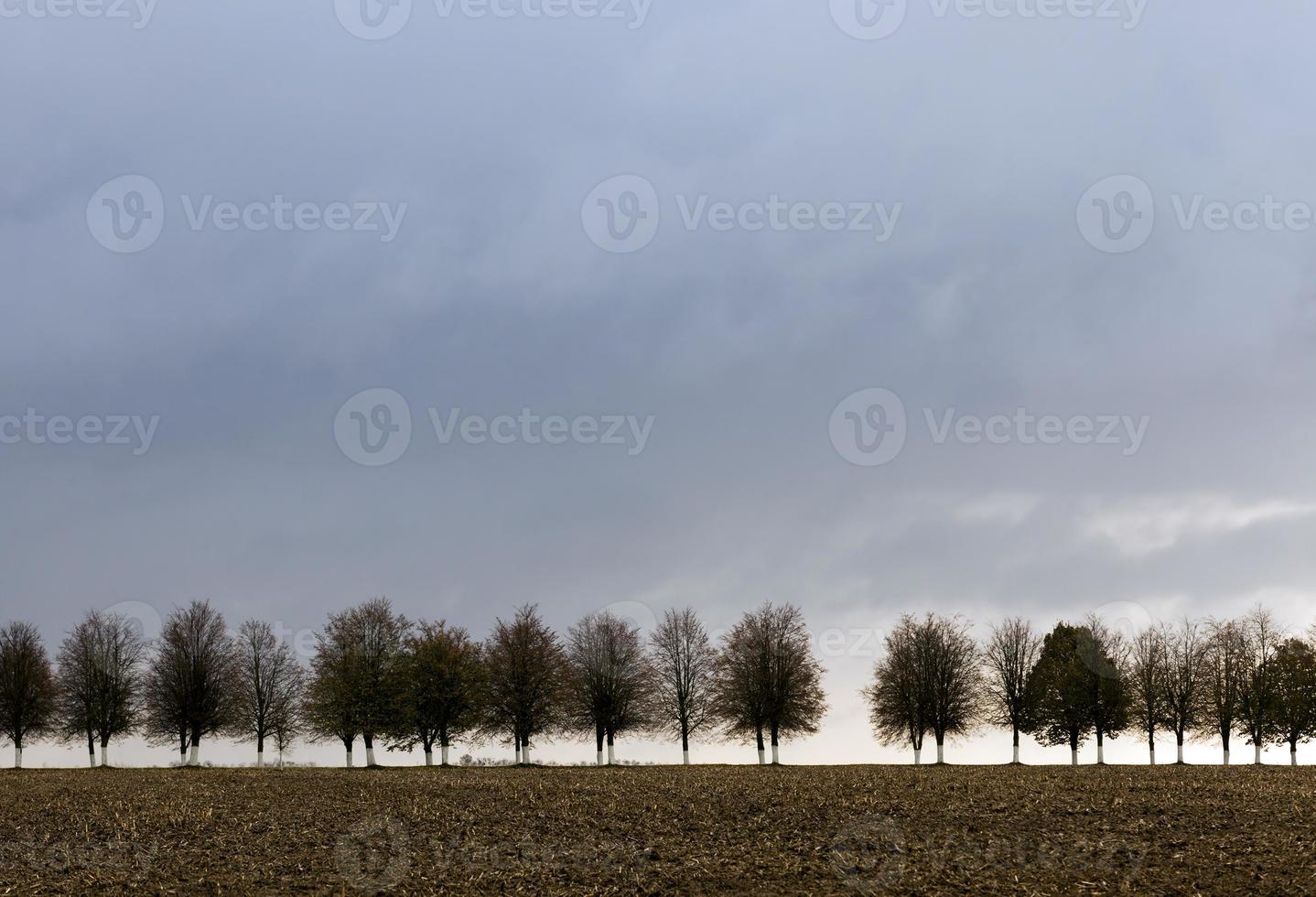 row of trees, close  up photo