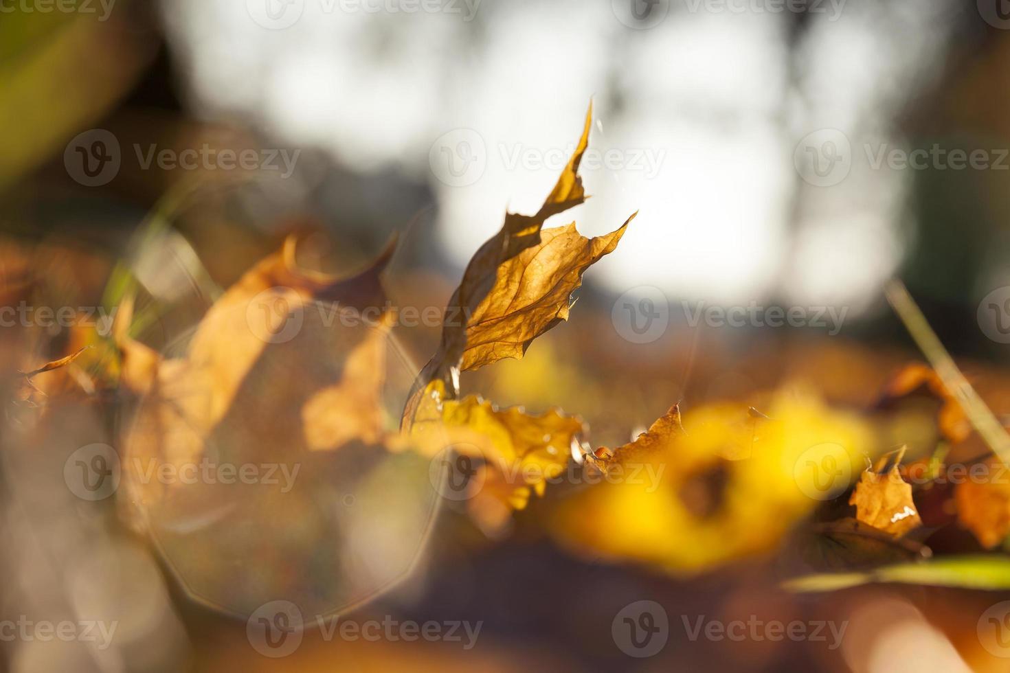 follaje amarillo, otoño foto