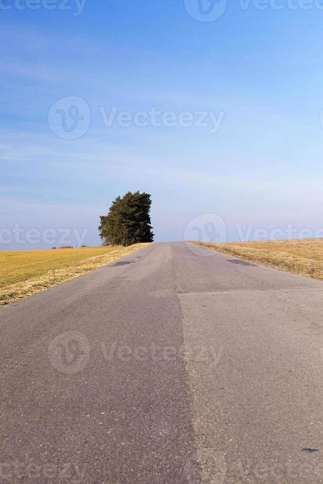 camino rural, árbol foto