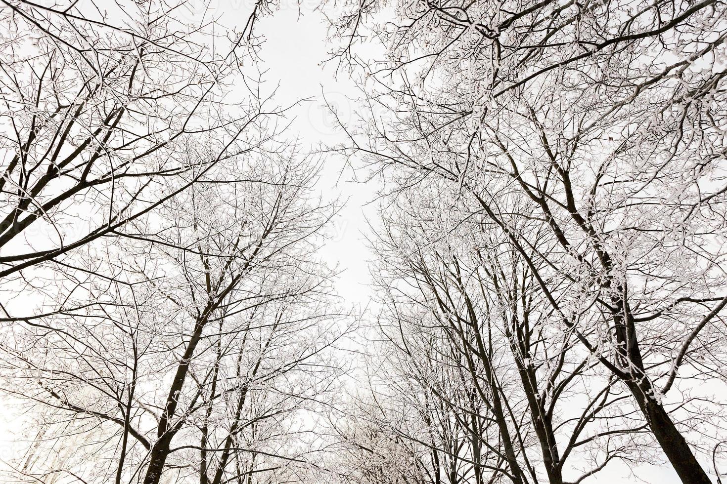 winter trees . photographed photo