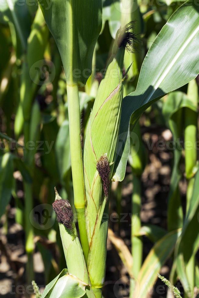 ear of corn 9512101 Stock Photo at Vecteezy