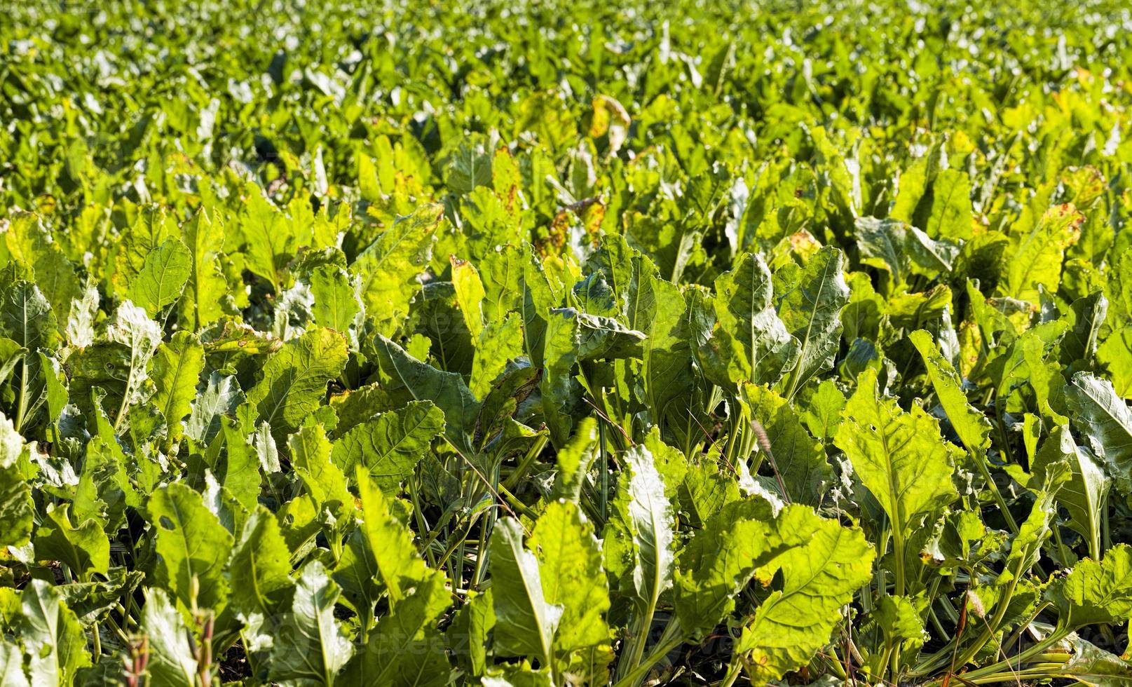 beetroot in autumn photo