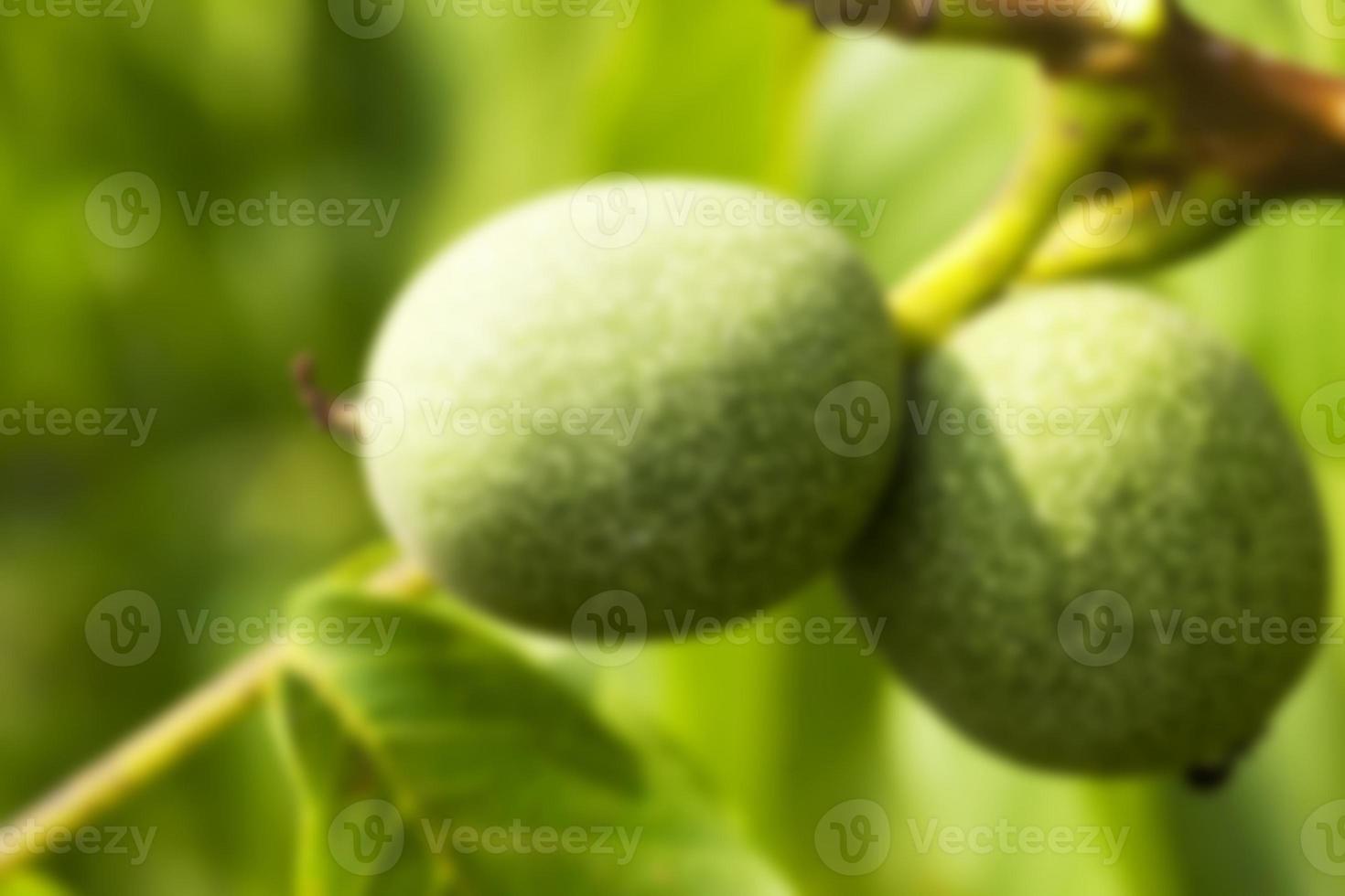 unripe green walnuts photo