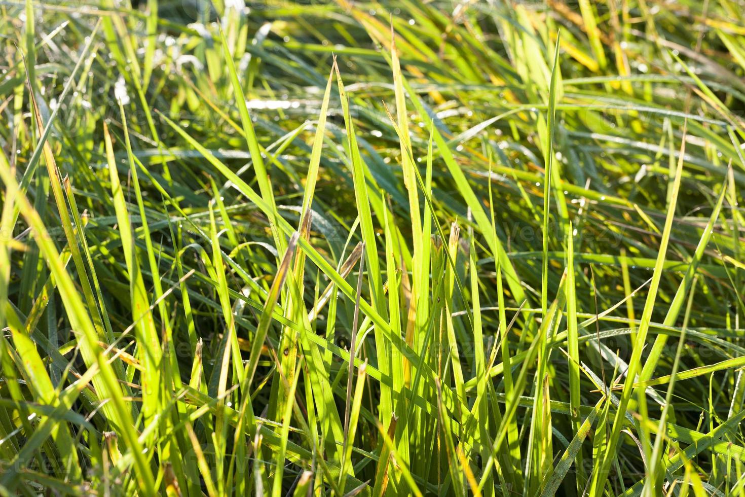 beautiful green grass photo