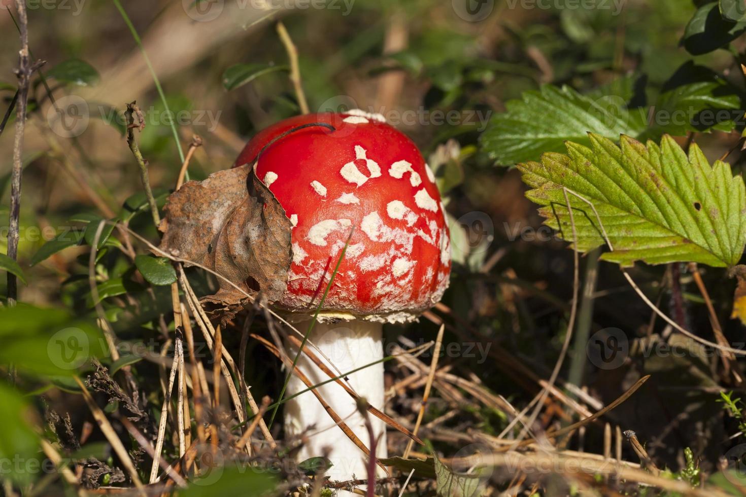 fly agaric, close up photo