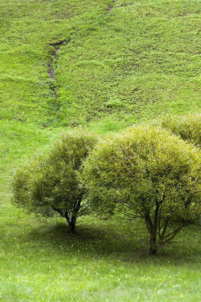 trees and grass photo