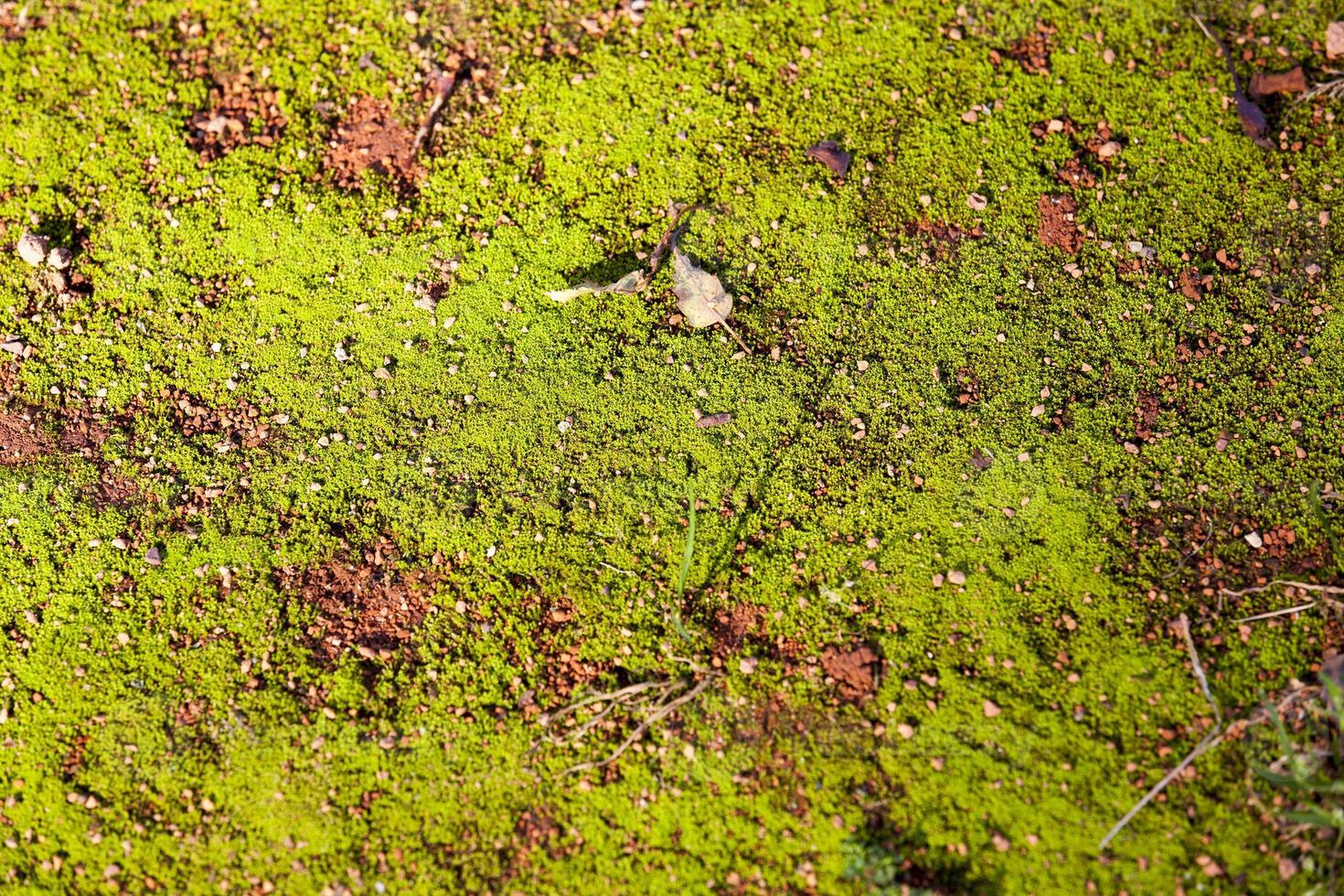 Moss on the road photo