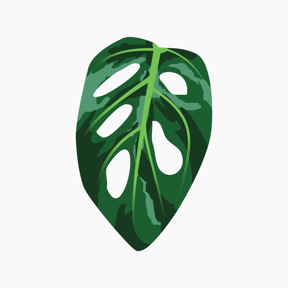 Monstera adansonii vector illustration.