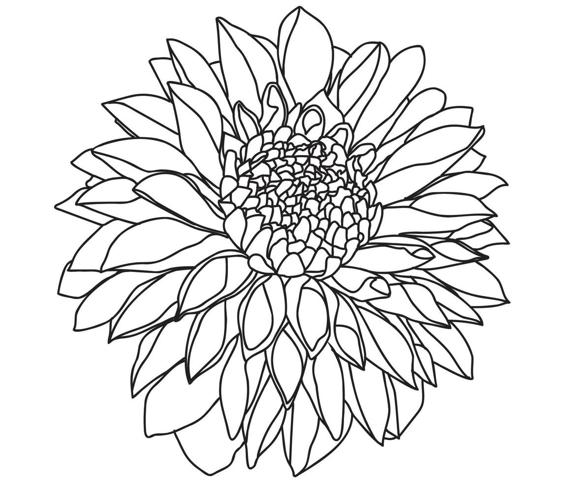 chrysanthemum drawn in black on a white background can be used for cards, March 8, Valentine, tattoo, clothing printing, coloring vector