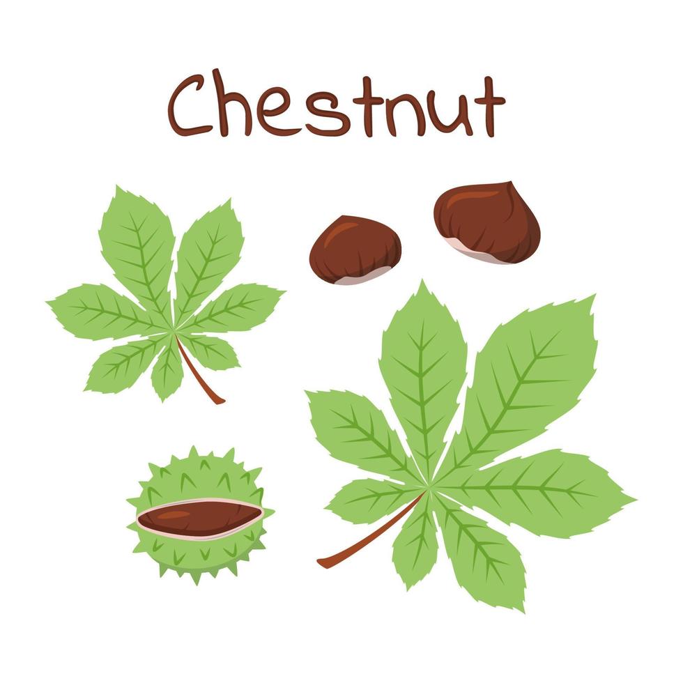 Set of Chestnuts in Peel with Spines, Autumn Leaves of Chestnut Tree vector
