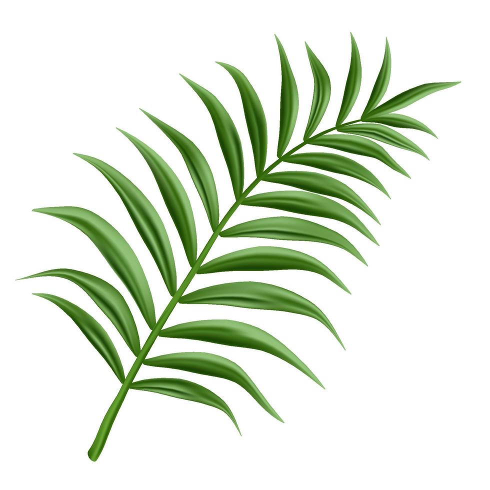 3d realistic vector palm branch, isolated on white background.