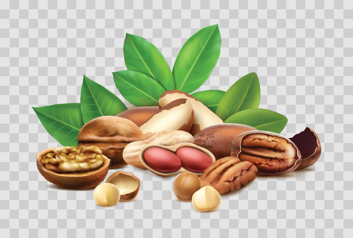 3d realistic vector icon. Different nuts, hazelnut, macadamia, brazilian nut. Shelled, unshelled, leaves. Isolated.