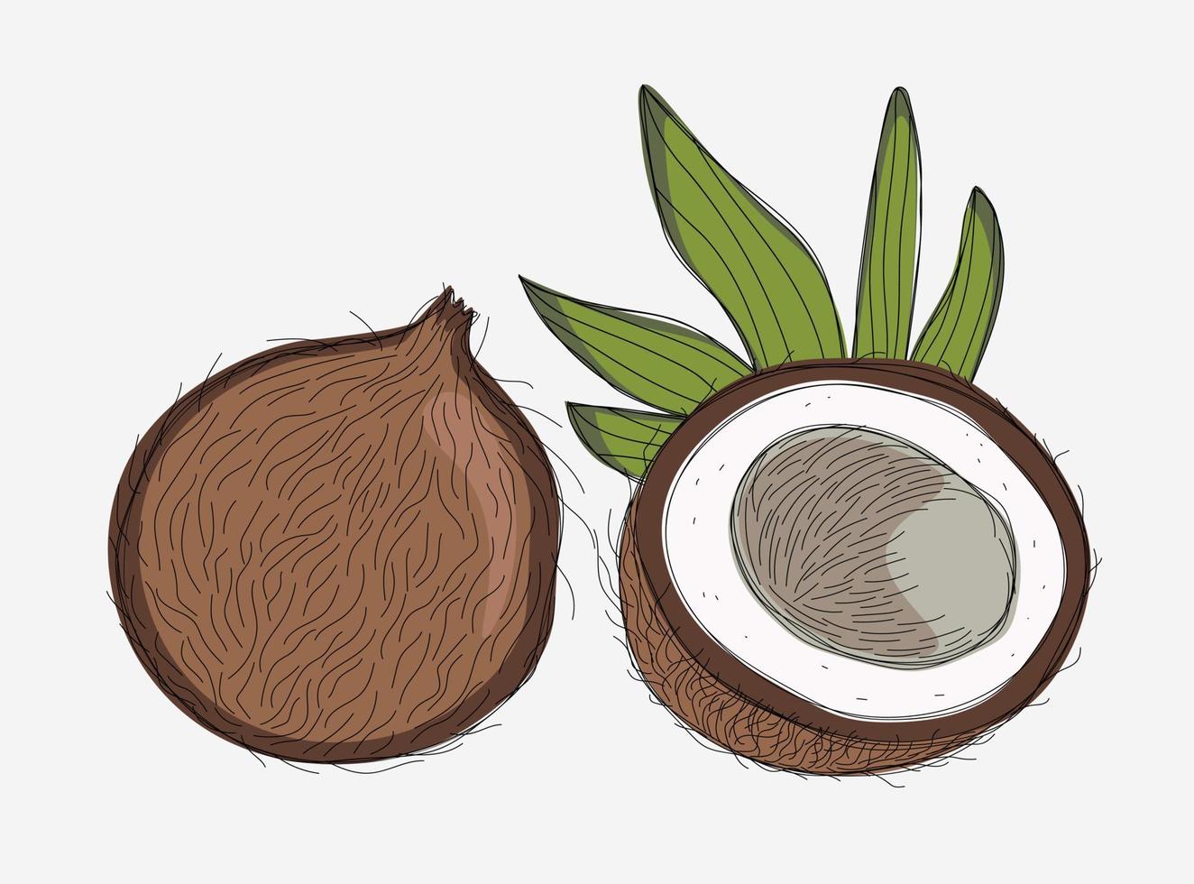 Drawing of coconut with half and leaves vector