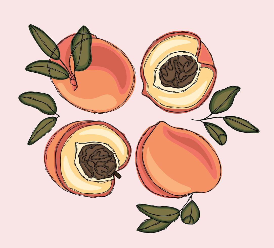 Set with delicate peaches and apricots vector