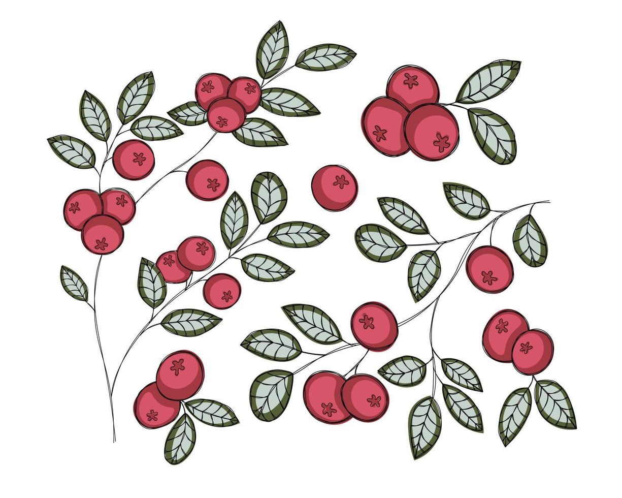 Set with sprigs and lingonberry vector