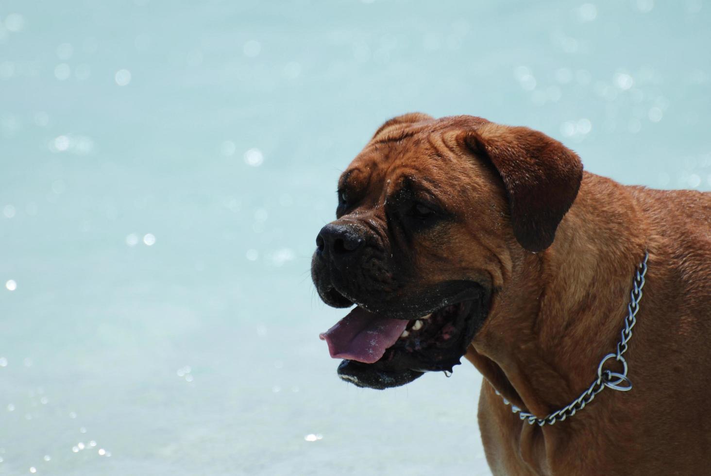 Profile of a  Bordeaux Mastiff photo