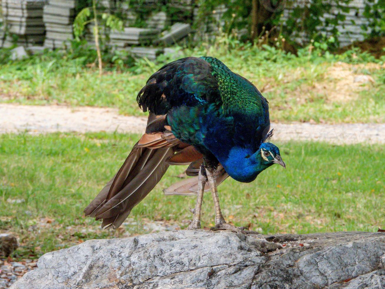 Peacock blue, peacock ordinary Pavo cristatus . Beautiful peacock resting freely. photo