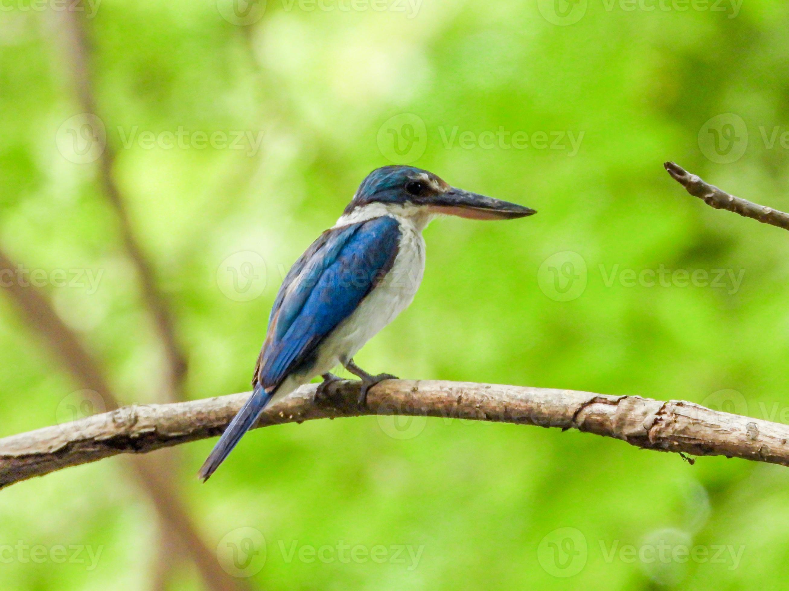 Collared kingfisher, Whitecollared kingfisher, Mangrove kingfisher on