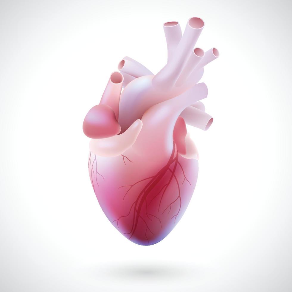 Ilustración 3d de los tubos vasculares del corazón humano. vector