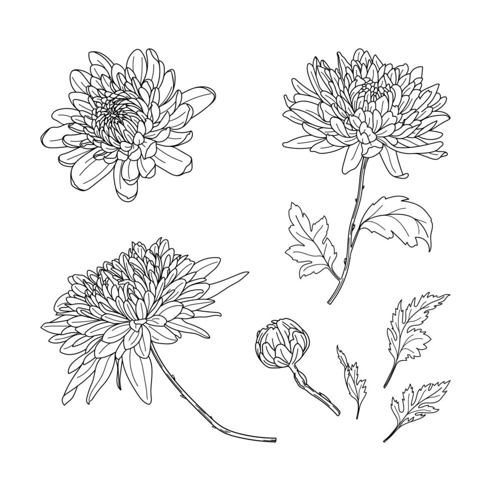 Set of hand drawn black color chrysanthemums. Autumn flowers in line art style. Flowers, bud and leaves vector