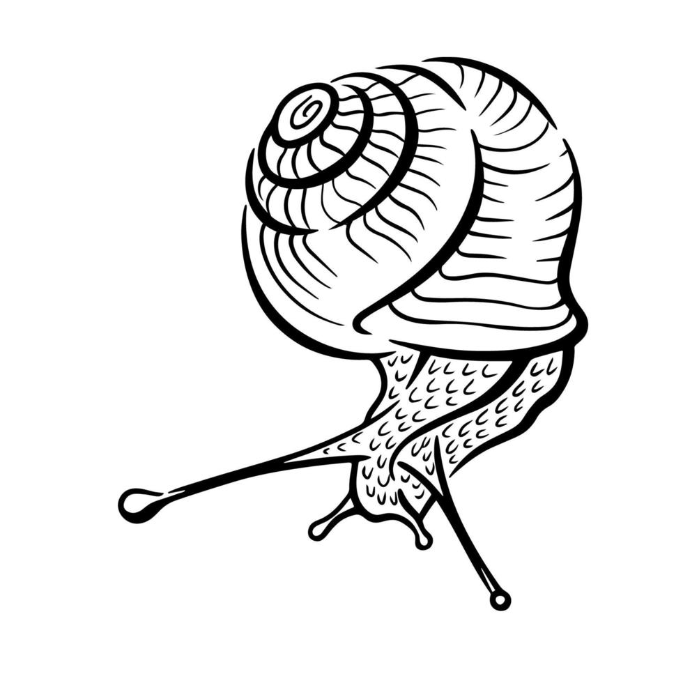 Vector simple black and white illustration of a snail