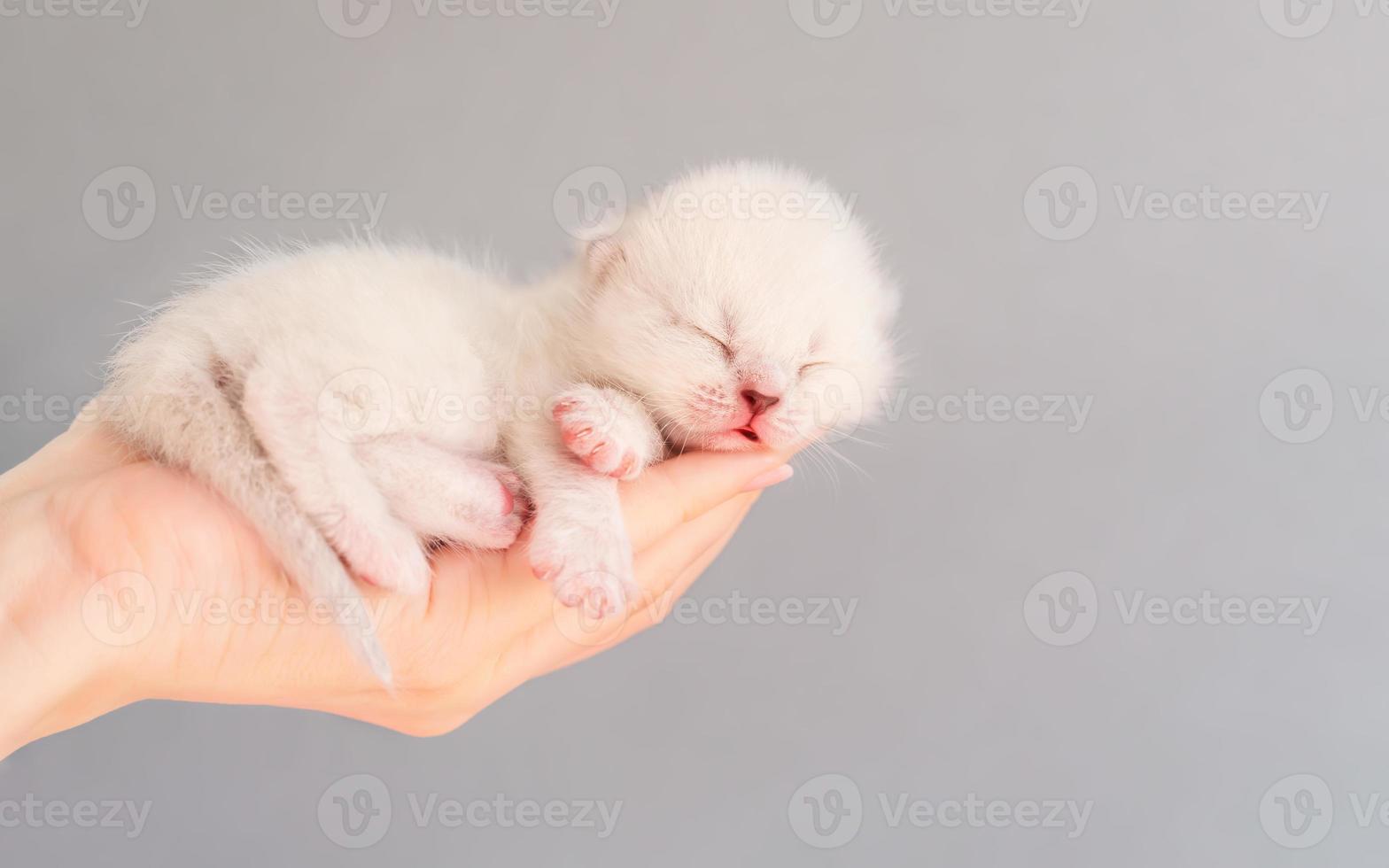 Newborn white kitten sleeping. photo