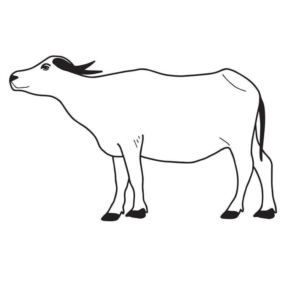 Water buffalo or Thai buffalo vector. Side view.  Vector illustration on the white