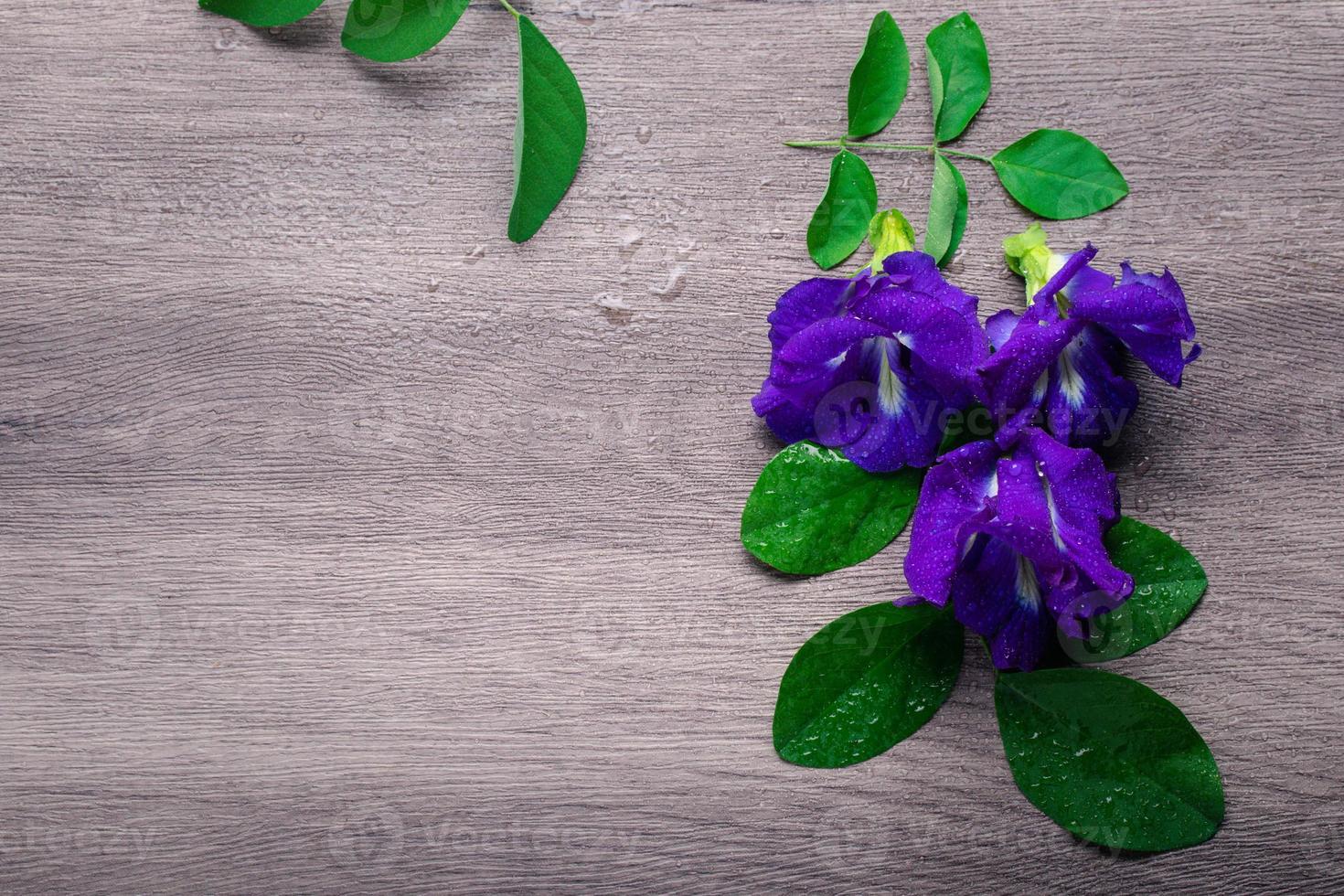 Fresh butterfly pea flower on the gray background. Beverage concept. Flat Lay, Top View photo