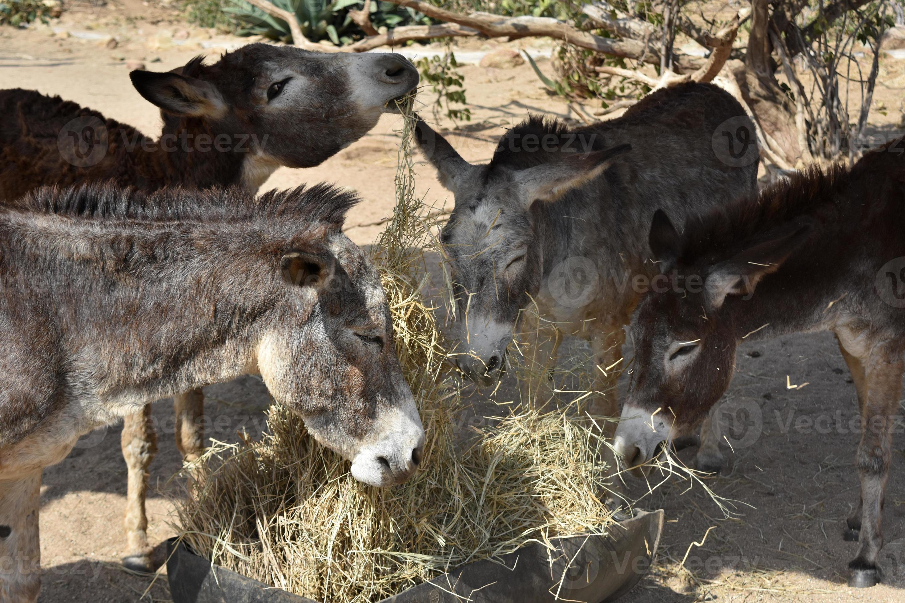 Revealed: The Secret Meat Eating Habits Of Donkeys? - yhht0uc