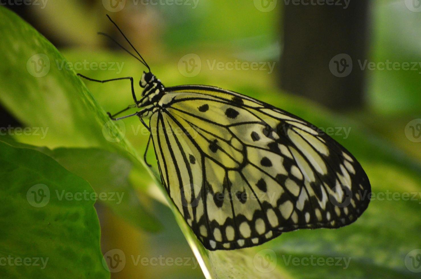 mira de cerca una mariposa ninfa de árbol blanco foto