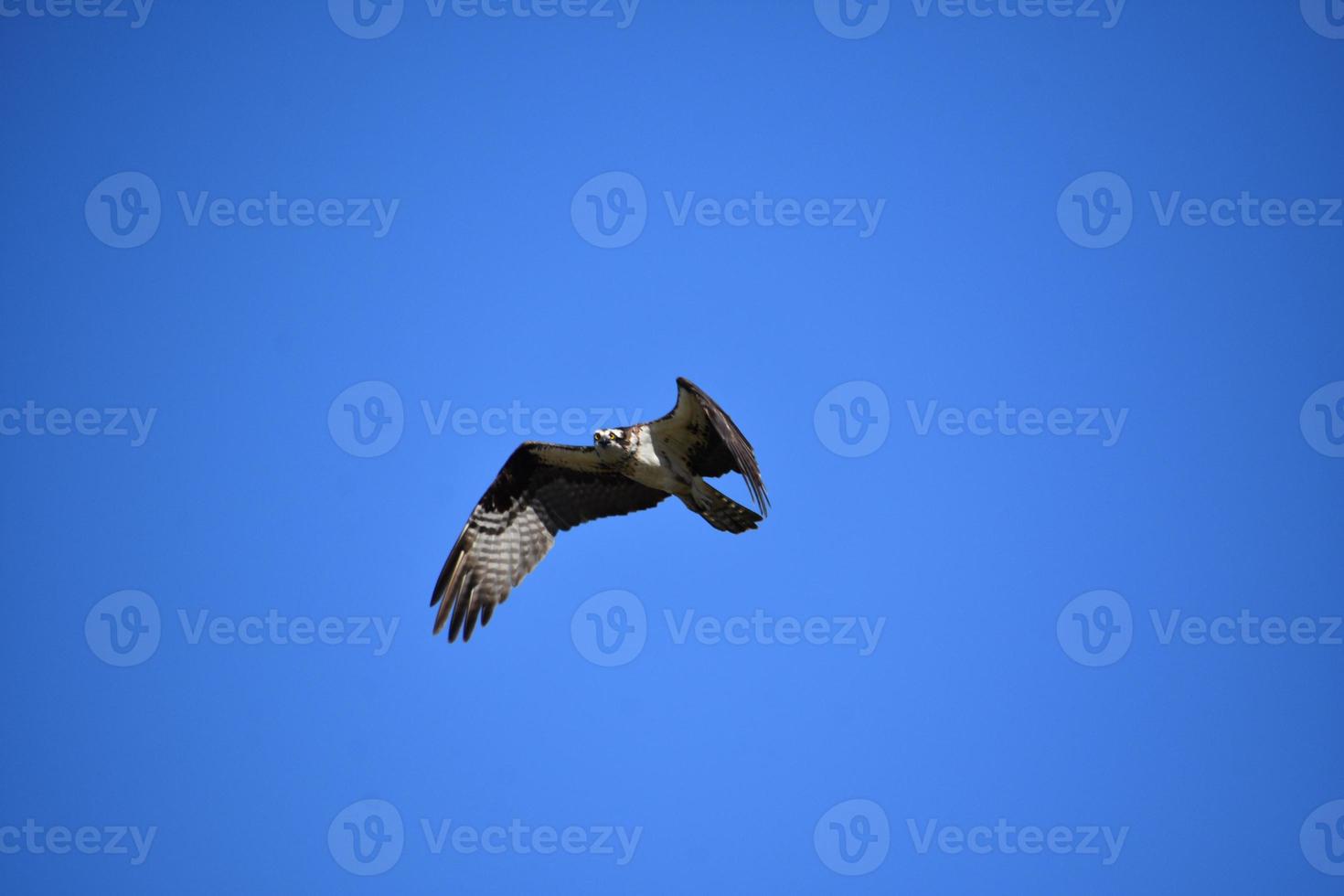 águila pescadora brillante volando y buscando presas foto