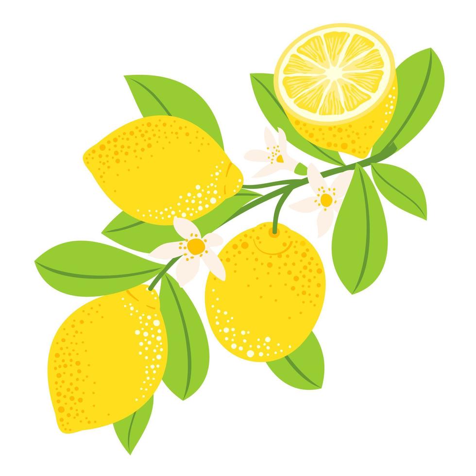 Ripe lemon fruits on a branch with leaves and flowers. vector