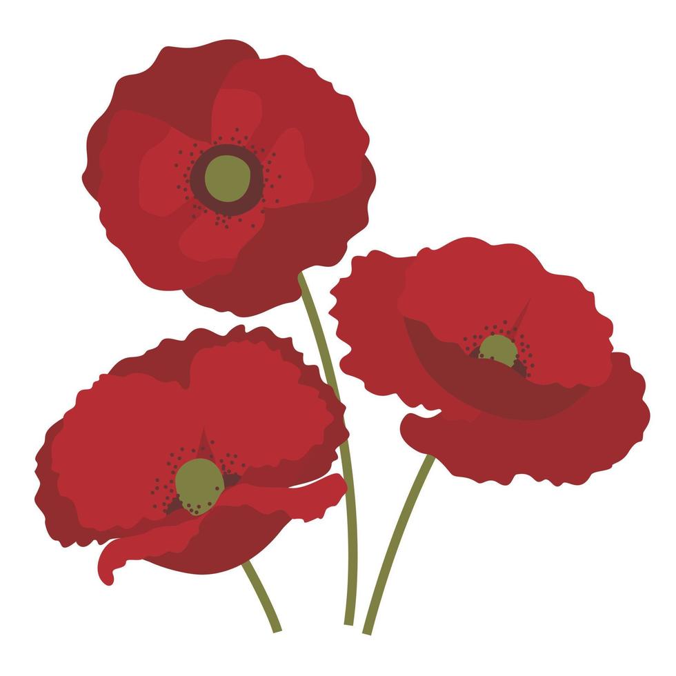 Red poppy flowers. vector