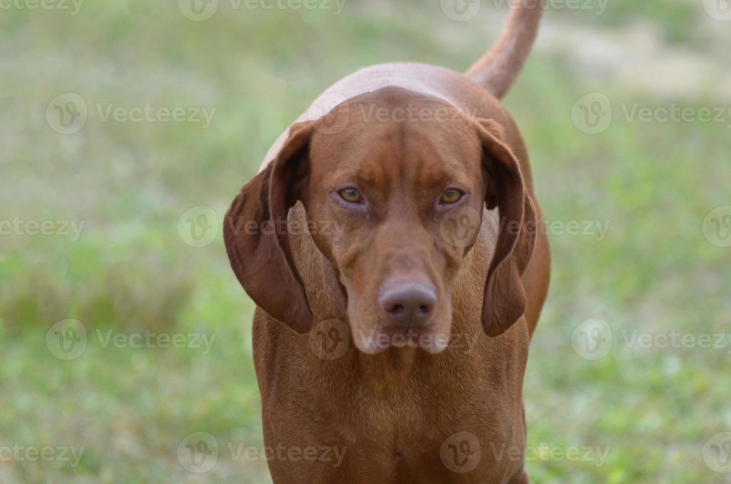 hermoso rostro de un perro vizsla foto