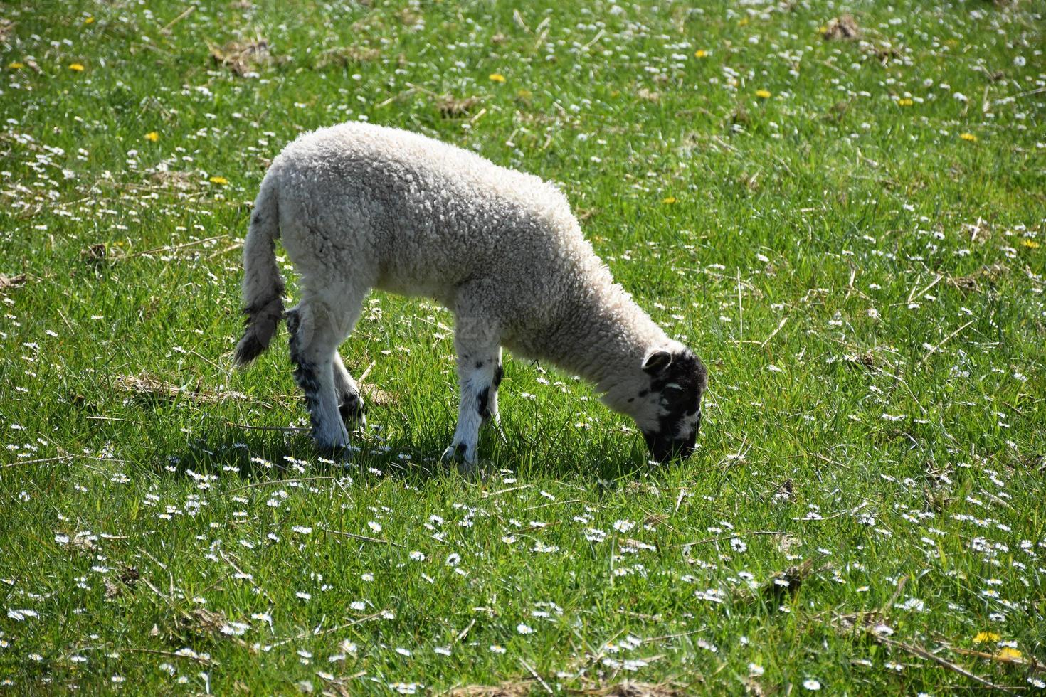 Grazing Beulah Speckled Face Lamb in a Field of Flowers photo