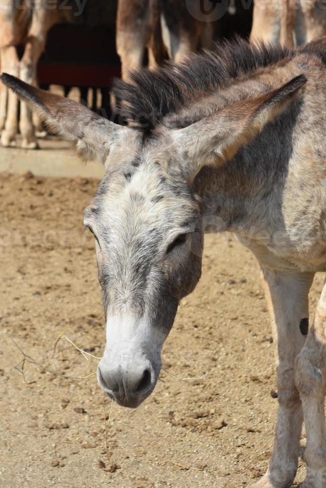 Wild Donkey with Long Ears Eating Hay photo