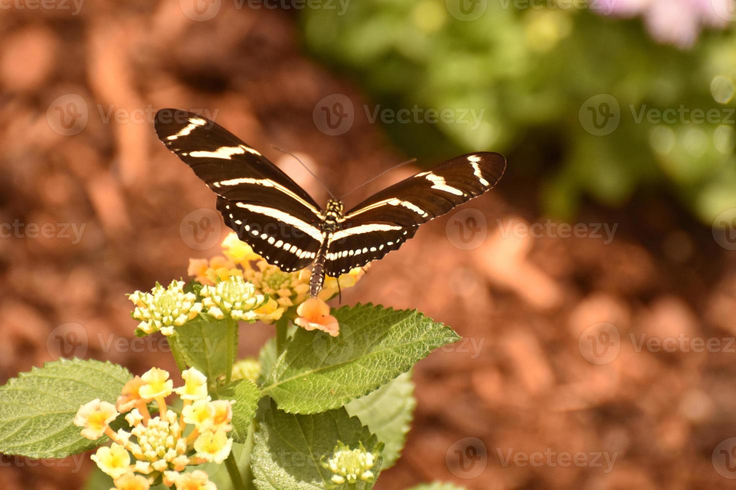 Beautiful Close Up of a Zebra Butterfly in the Sun photo