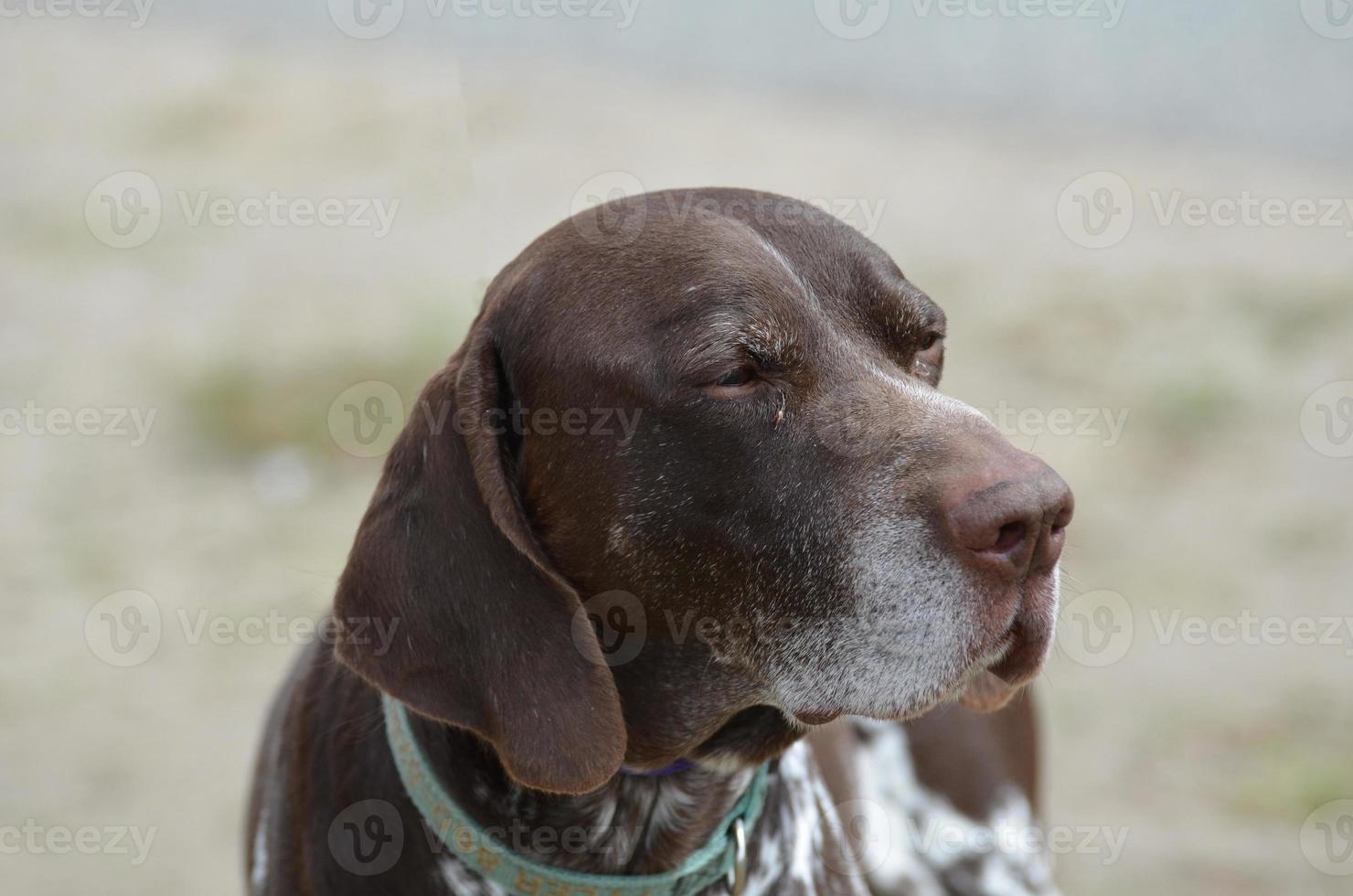 Adorable Brown and White German Shorthaired Pointer photo