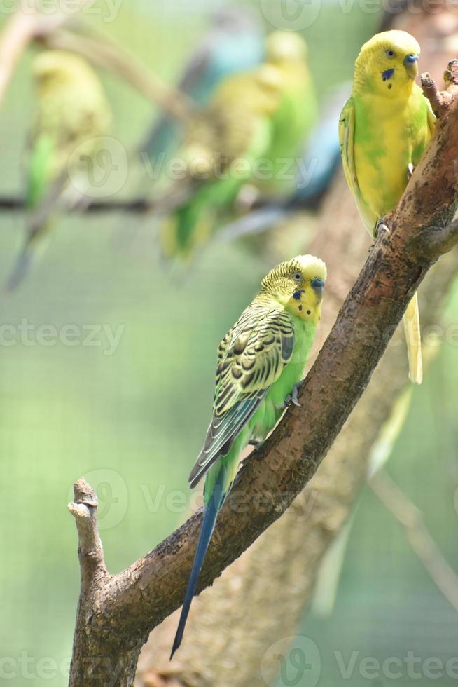 Small Budgie Birds with Beautiful Colored Feathers photo