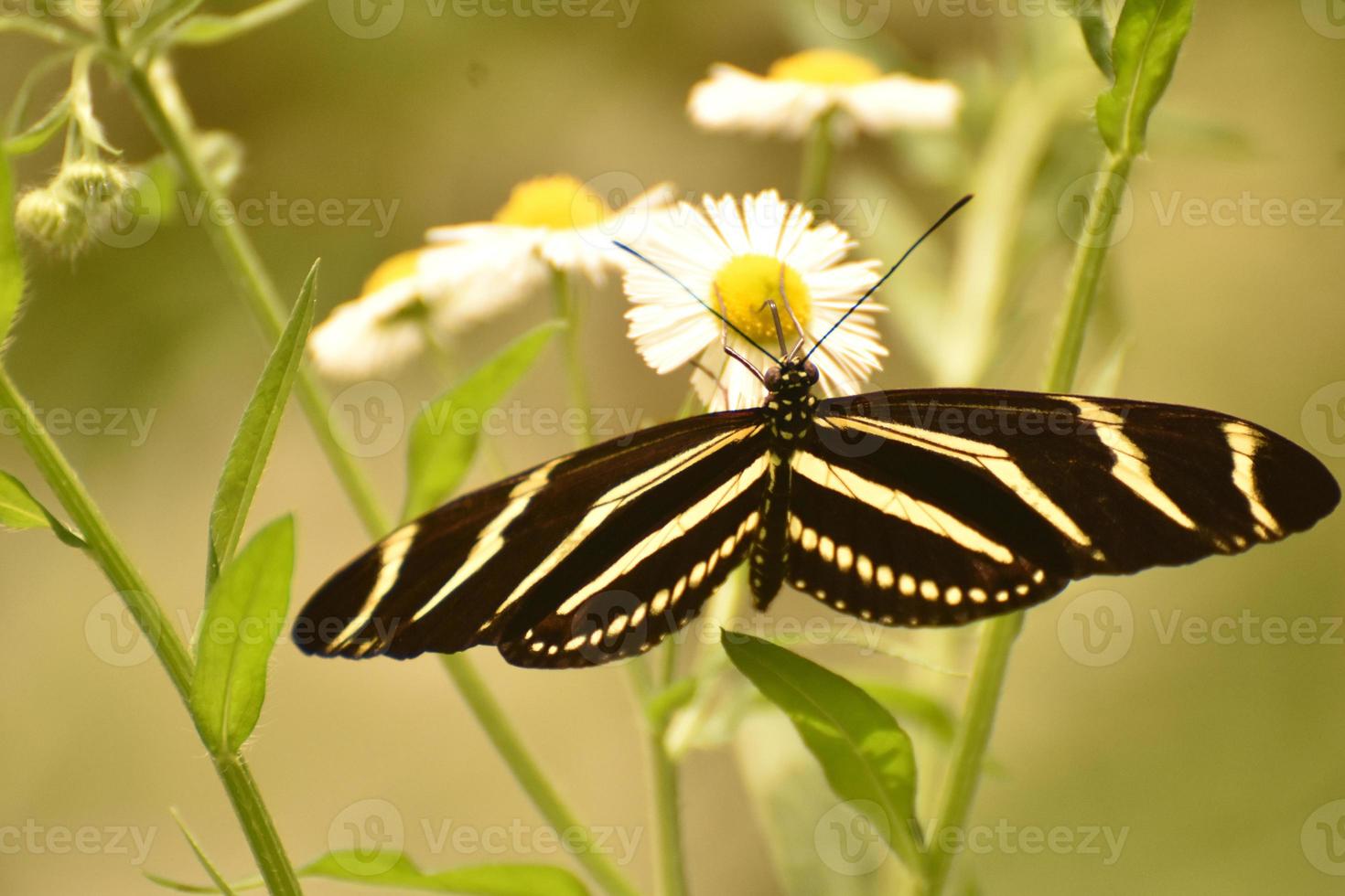 Beautiful Black and White Zebra Butterfly on a Leaf 9543460 Stock Photo
